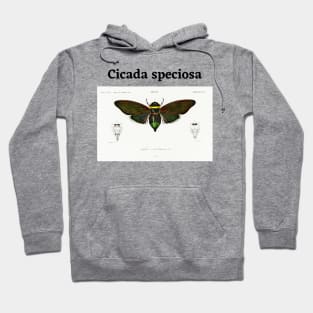 Gian cicuda (Cicada speciosa) Hoodie